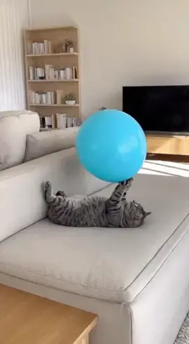 What could possibly go wrong when a cute cat is playing with a balloon? 😹 This fluffy guy was just minding his own business, balancing a balloon on his paws, but the fun ended with a LOUD bang! The pop scared him so much that he caused total chaos and knocked over the TV. The final shot of him sitting there looking completely innocent is priceless! 😂 Like this video if you didn't see that coming, and subscribe for more funny animal clips! #cat #catfail #funnycats #funnyanimals #catvsballoon 