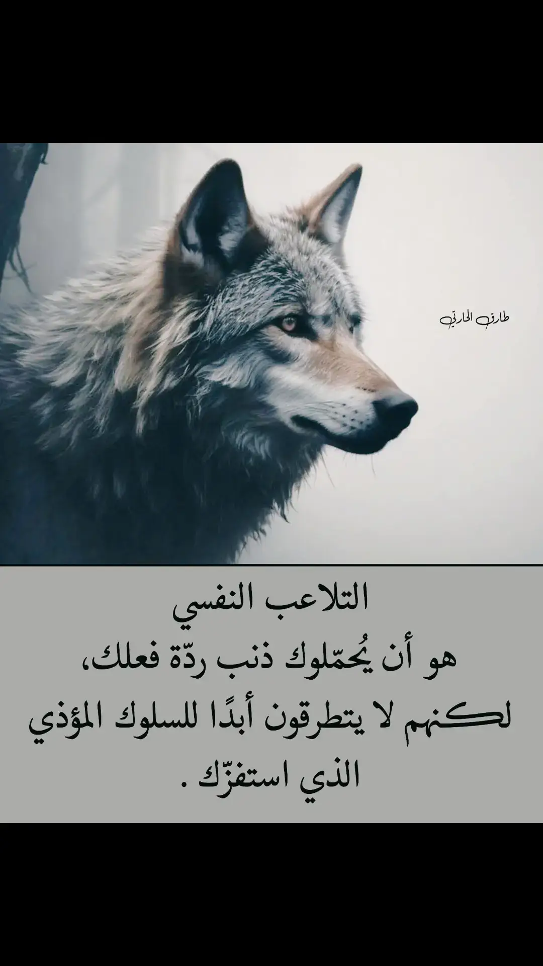 #أفلاطون 