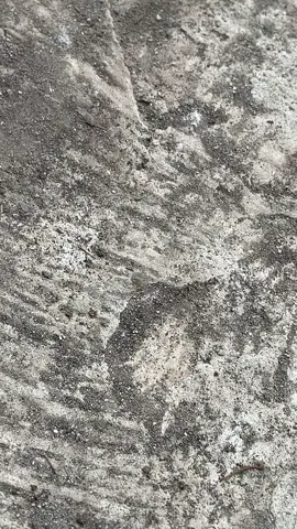 🫡🫡#thisisotree #jupiterz #malaystyle🇲🇾 #lagenda115fi #5tp 