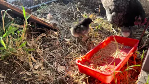 Mommas teaching the chicks how to eat grass #backyardchickens #florida #chickens #viral #fyp