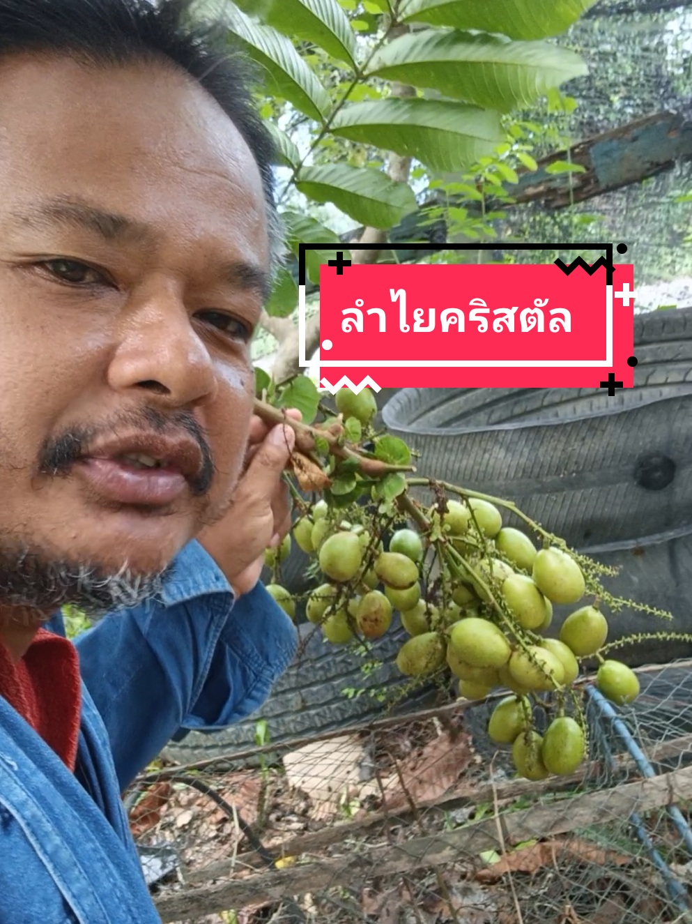 ตอบกลับ @user1619877680881 ลำไยคริสตัลขอบคุณครับ#ผลไม้ #ลําไยคริสตัล #matoa #พังพอนเกษตรหนุกหนาน #เกษตรหนุกหนานสงขลา 