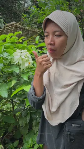 Suka sekali mengoleksi buah-buah unik dibelakang rumah. Mantap memang  #1Rumah1Kebun bersama @infarm id  #infarm #infarmid 