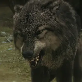 Run!#twilight #jacob #edit #fyp 