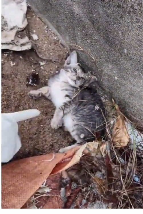 poor cat wandering on the side of the road in the cold winter I opened the gate to exercise and saw it and decided to adopt it #animals #cat #dogrescue #dogrescue #typ 