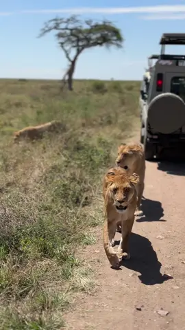 Safari of dreams 🦁 🐆🌏🩵 #serengeti #tanzania #safari #serengetipark #ngorogorocrater 