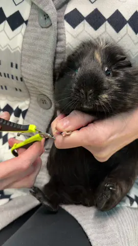 Oh the draaaaama of nail trims!  