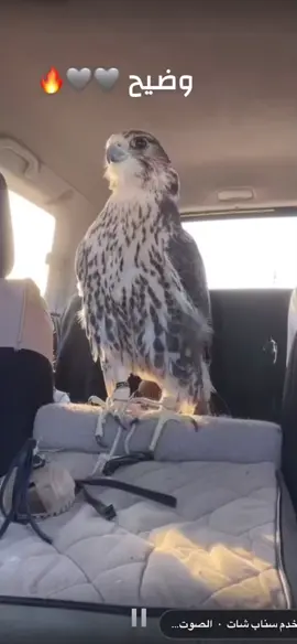 ‏أبشر البارح