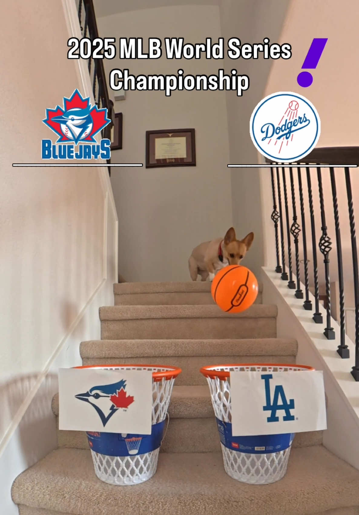Blue Jays or Dodgers? @STEPH FURRY | Fluffy Mamba predicts the World Series winner 👀🏆 #MLB #baseball #WorldSeries #dodgers #bluejays 