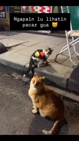 semakin miring kepalanya semakin serius masalahnya #kucing #kucingoren #cat 