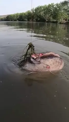 #fishing 