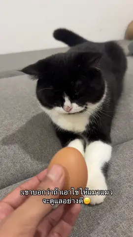 #เทรนด์วันนี้ #แจ็คแฟมิลี่ #ฟีดดดシ #แมวอ้วน 