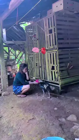 🫀🧠 #pama #pakhoy #mangon #storytime #bangkok 