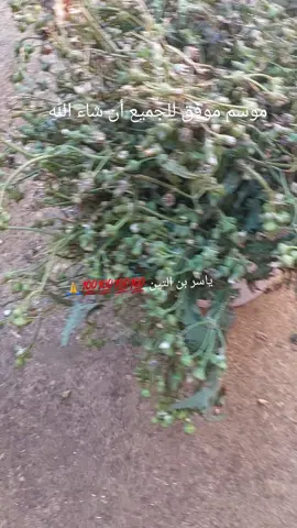 #الجزائر_تونس_المغرب #الجزائر #العاصفير🕊 