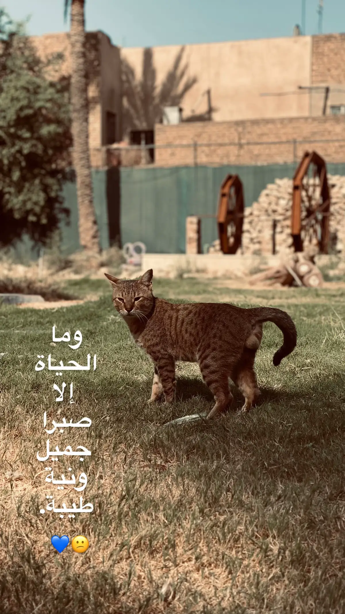 #تصويري #الشمري #الشعب_الصيني_ماله_حل😂😂 #جامعه_بغداد #بغداد 