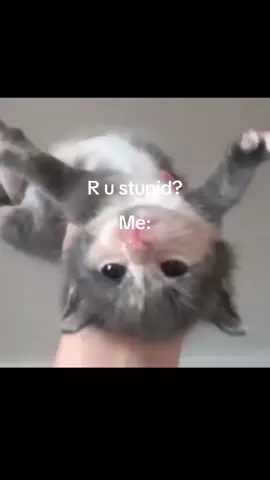 Meow🫶 #cutecore🎀🦴🍮🐾 #fyppppppppppppppppppppppp #catgirl #targetaudience #daddyissues 