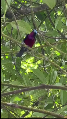 pesona burung koning di alam liar #konin  #koninmania  #masteranburung #kicaumania #birdsinging 