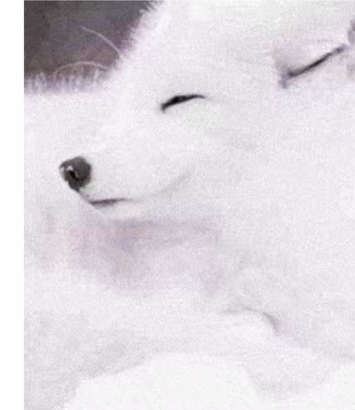 𝗔𝗿𝗰𝘁𝗶𝗰 𝗳𝗼𝘅  ( also known as white fox, snow fox, polar fox ) [  ᴠᴜʟᴘᴇꜱ ʟᴀɢᴏᴘᴜꜱ ]  Arctic foxes live on the land and sea ice within the Arctic Circle. Winter in the Arctic is unlike winter in most parts of the world. From October to February, the sun never rises to shine warmth and light. Luckily, these small foxes have some useful adaptations for living in the icy Arctic. Their thick fur coat keeps the fox’s body at a toasty 104°F. Their long, fluffy tails act like a blanket, keeping the fox warm when it wraps the tail around its body to sleep. Their feet also have a layer of thick fur, like built-in snow boots. This helps muffle an arctic fox’s footsteps, making it harder for prey to hear them. And their white coats make it difficult for predators such as wolves, polar bears, and golden eagles to spot them among the ice and snow. Arctic foxes mostly live in the tundra and coastal areas, but they can also be spotted on sea ice close to the North Pole and as high up as 3,000 metres. What’s truly fascinating is their remarkable adaptability. These foxes can roam across the vast Arctic tundra in Europe, Asia, North America, Greenland, and Iceland, where it is the only native land mammal.  During winter, Arctic foxes may travel vast distances across sea ice to follow polar bears and scavenge on their leftovers. Polar bears primarily feast on the fatty blubber of seals, leaving behind seal remains that Arctic foxes can eat. The Arctic is warming four times faster than the global average. This rapid change is leading to less snow cover and more sea ice loss, making it tougher for polar foxes to find food and shelter. As it gets warmer, larger red foxes are making their way into the Arctic tundra. With their bigger, stronger build, they can easily outcompete smaller Arctic foxes by taking over food sources and dens. In some areas, snow foxes have been moving even further north in search of food and a safe place to call home. Arctic foxes are highly adaptable animals with a unique, thick coat that changes color with the seasons for camouflage. They have remarkable hearing, a strong sense of smell, and a special heat-exchange system that helps them survive extreme cold. Arctic foxes are monogamous, have large litters, and use a 