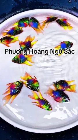 Xinh đẹp tuyệt vời dễ nuôi dễ chăm thích nguồn nước mát mẻ #xuhuong #xuhuongtiktok #tiktokvietnam #viral #viralvideo 