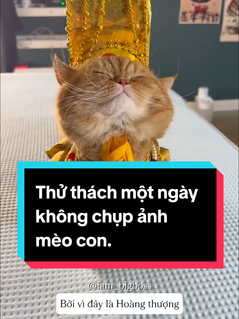 Thử thách một ngày không chụp ảnh mèo con. #mèo #meow #mèocam #đángyêu #dễthương 