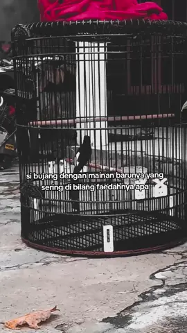 wong keset dolanane manuk 😂😂 #kicaumania #storywa #berandatiktok #muraibatu #muraibatuindonesia 