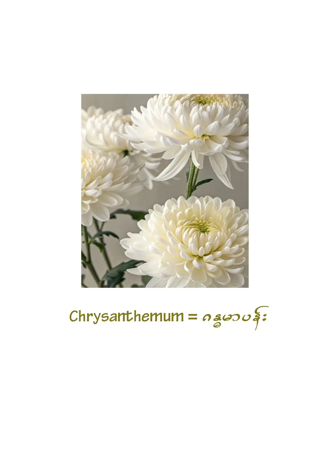 For Anthophile 💟 #fypシ゚viral #🦋✨ #foryou  #ပန်းချစ်သူ🌼🌸🌺 #လူငယ် 