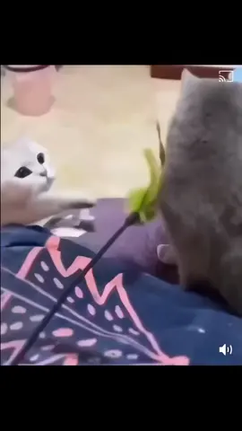 cats in slow motion #funnycats #cats #cat 