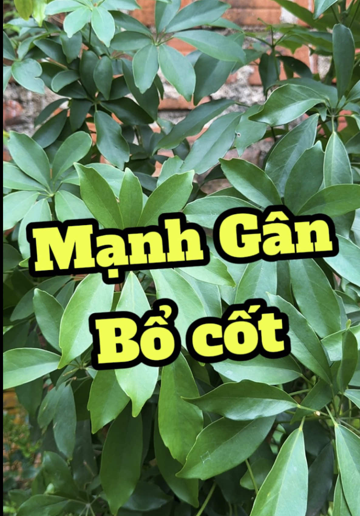 Bạn sẽ ngạc nhiên khi biết cây này quý như thế nào? #duocsilenghia #ngugiabi #xuongkhop #saponin 