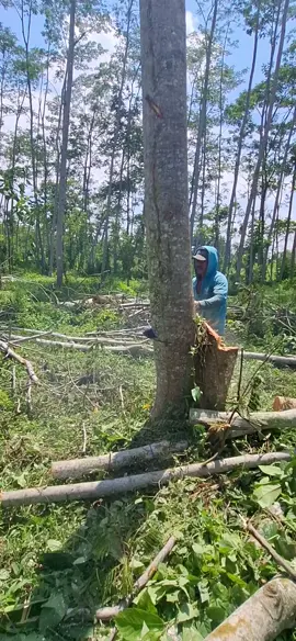 jan josjis barange boooz #mafiasengon  #xzcyba #fypシ゚  #sengonlumajang @TO'3N9_035 