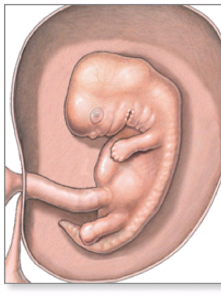 Menestrual Cycle explained. This video is for those women whose period is regular and runs every 28 days. Please share among your networks #women #health #pregnancy #duet #ኢትዮጵያ 