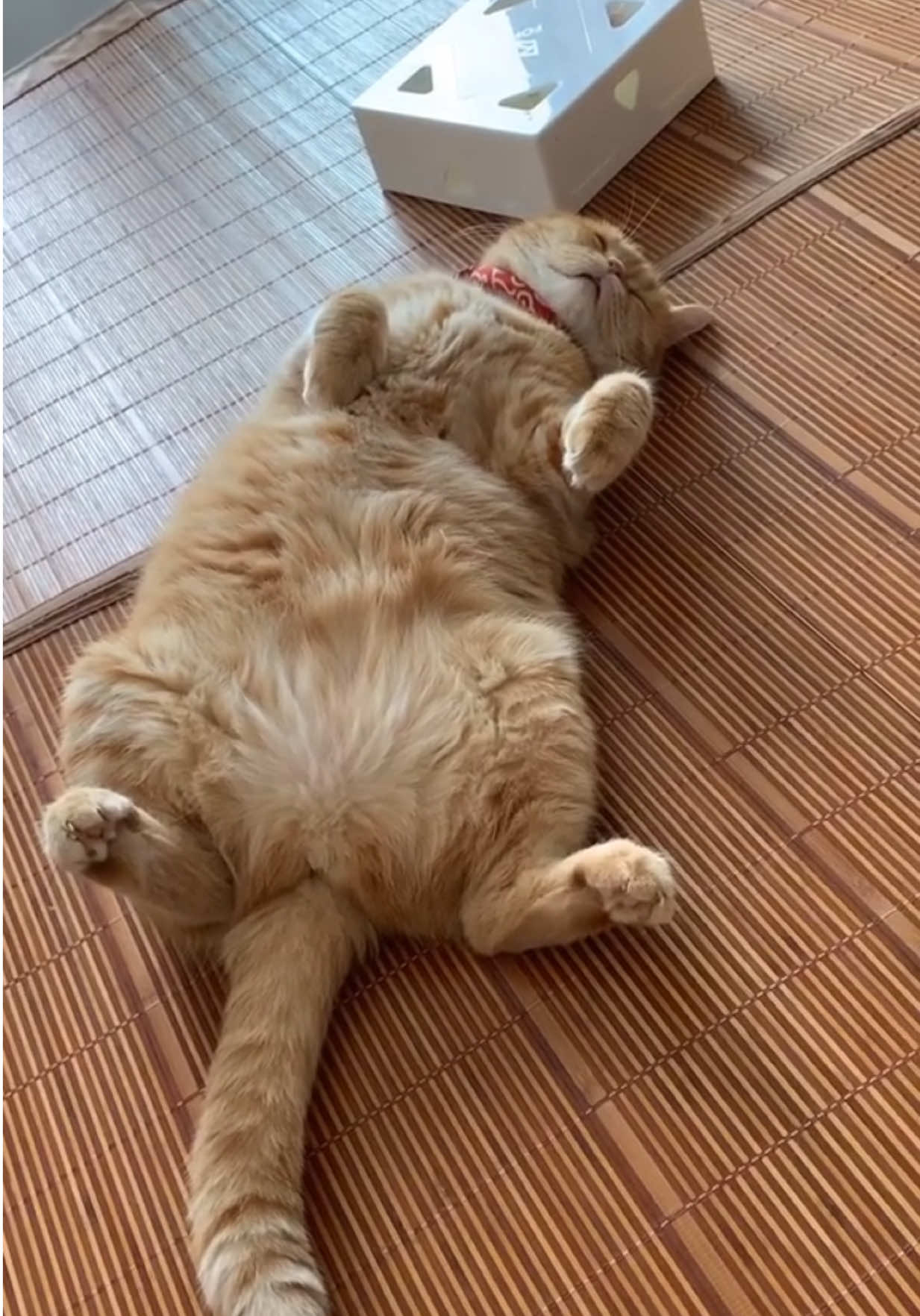 #meocute #meongu #thegioimeomeo 