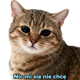 nic mi się nie chce #lenistwo #kot #miłegodnia #pozdrawiam 