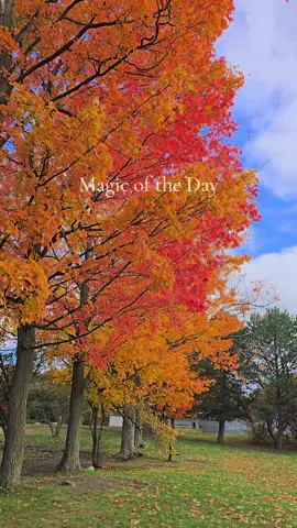 It’s been a sleepy, slow & steady kind of day. Opal had a surprise Vet appointment this week, but she’s on the mend with meds now. I hope you all found a magic moment today, no matter how small! 🍂🍁🎃How is everyone feeling over there? #fyp #fypシ #fypシ゚viral #magicoftheday 