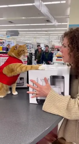 #Katzen #TikTok #Kassiererin #Verrückt #Lusti 