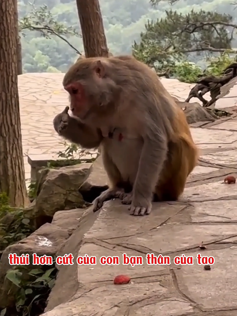 chơi mất dạy mậy 🤣#dongvat #vuinhon #viral #dcgr 