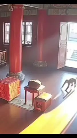 Khỉ bái Phật. #phatphap #nammoadidaphat 