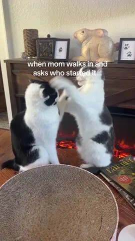 these two beat the crap out of each other and then cuddle for 6 hours. Make it make sense. #cats #catsoftiktok #catlover #pleadthefifth 