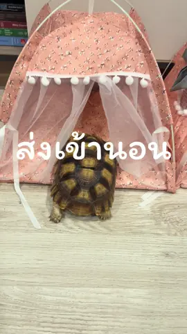 ส่งหน้าบ้านแล้วเข้ามุมประจำ ในคลิป size M นะคะ #tortoise #sulcatatortoises #เต่าบกซูคาต้า #เต่าซูลคาต้า 