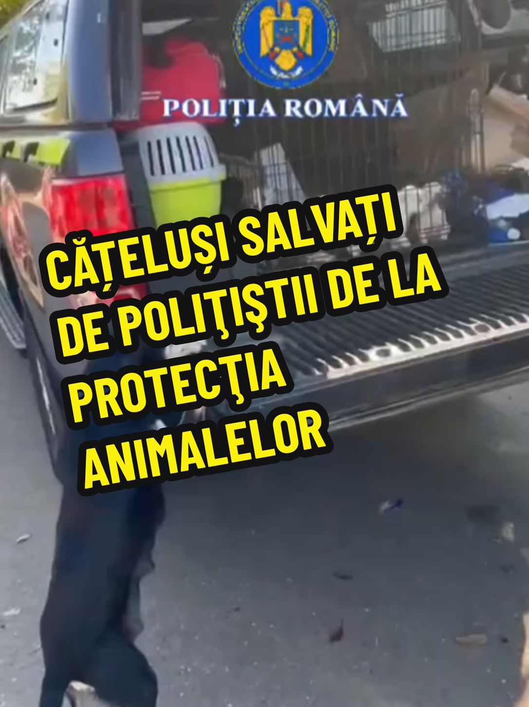 *_CĂȚELUȘI SALVAȚI DE POLIŢIŞTII DE LA PROTECŢIA ANIMALELOR_* *Astazi, poliţiştii Biroului pentru Protecţia Animalelor au preluat și încredințat unei asociații pentru protecția animalelor 8 cățeluși abandonați și mama acestora* *O femeie de 33 de ani a fost sancționată cu amendă în valoare 12.000 de lei* În jurul orelor 11.00, poliţiştii Biroului pentru Protecţia Animalelor au fost sesizaţi de o femeie de 78 de ani, din Segarcea, cu privire la faptul că a găsit în pubela de gunoi, care îi aparține, mai mulți căței. Poliţiştii s-au deplasat la faţa locului, fiind găsiți 8 cățeluși de aproximativ 2-3 săptămâni. Având în vedere cele constatate, în urma verificărilor efectuate,  poliţiştii au identificat o femeie de 33 de ani, din Segarcea, stabilindu-se că aceasta ar fi abandonat cățelușii. Femeia a fost sancționată contravențional conform Legii 205/2004 cu amendă, în valoare de 12.000 de lei. Totodată, polițiștii au emis 9 ordine de plasare în adăpost, cățelușii împreună cu mama acestora, fiind preluați de către reprezentanţii unui adăpost pentru animale din comuna Desa.