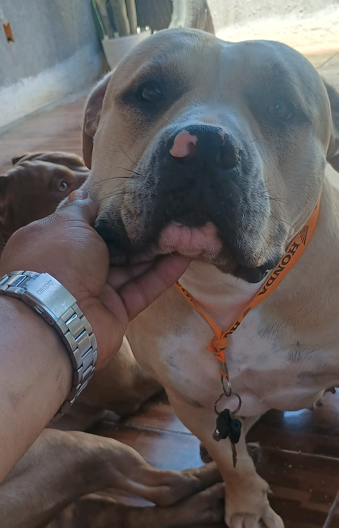 EU SÓ QUERIA ENTENDER COMO 🥲 #pitbull #pitmonster #bully #viral #foryoupage 