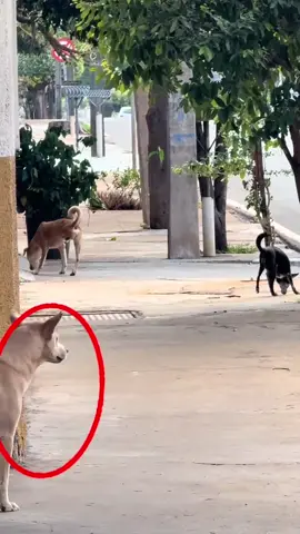 Quan sát kỹ lắm rồi mà vẫn sai chân 🙄 #TikTokAwardsVN #pet #xuhuong #fyp #dailyvlog 