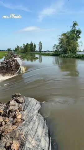 vỡ đê Trường Xuân đồng tháp rồi quí vị ơi #vode thương bà con mất vụ mùa này rồi 1400 công 