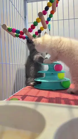 #แมว #cat #cats #catsoftiktok #แมวน่ารัก 