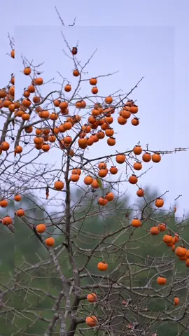 愿看到这条视频的所有朋友粉丝柿柿如意 #乡村守护人 #上热门🔥🔥🔥 #马来西亚华人 #吉隆坡 