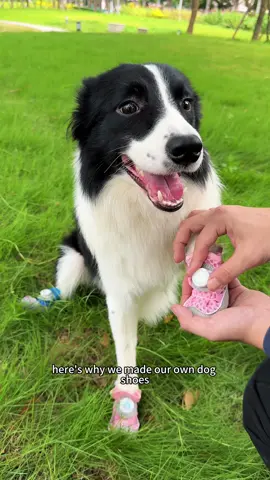 Pay attention to the safety of the puppy!#dogshoes #dog #funnydog 