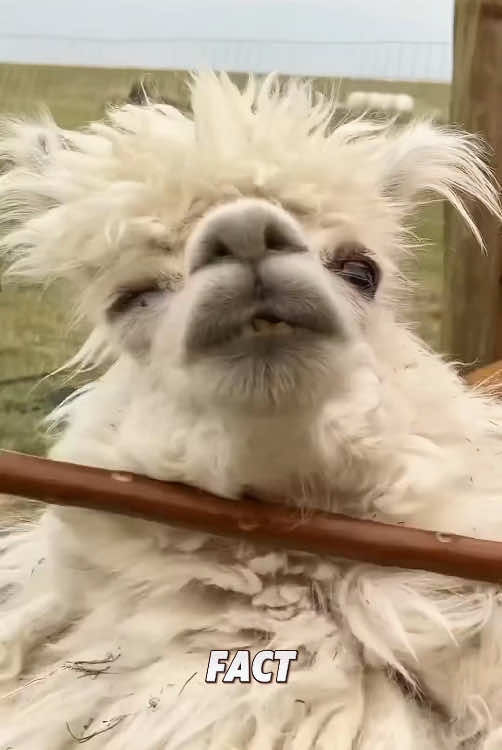 “I love watching sheep shearing.”#viral #animals #foryou #fyp #tiktok 