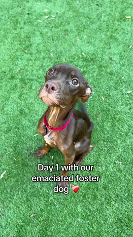 I feel SO lucky to be the one to watch her heal 🥹 @Muddy Paws Rescue @Animal Care Centers of NYC 
