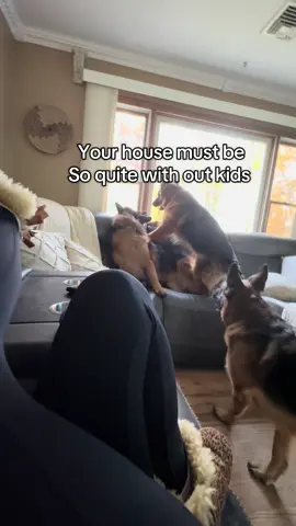 Never a dull moment #foryoupage #germanshepherd #germanshepherdsoftiktok #gsdmom #dogsoftiktok 