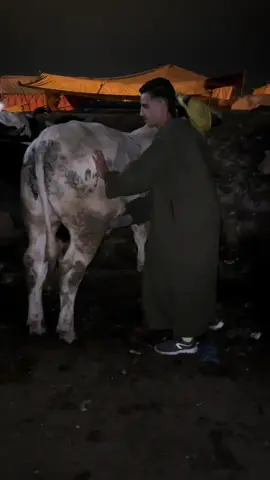 #دكالة_بلاد_الخيرات❤️💪💯 #سيديبنور #الشعب_الصيني_ماله_حل😂😂 #doukalla🍃🌿💚🤍🕊🦢 #fyyyyyyyyyyyyyyyy 