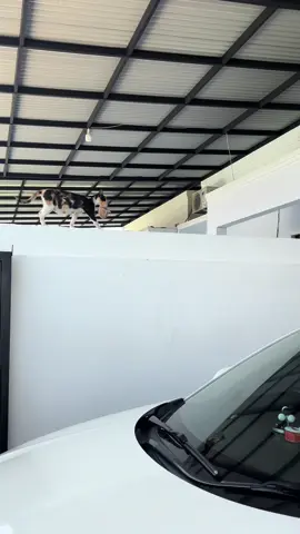 Kalau kata Nenekku, naluri induk kucing emang gt, harus 7x pindah baru mau berhenti memindahkan anak2nya. Tapiiiii aku kasihan 😭 #kucingliar udah dikasih kandang yg nyaman n makanan wet and dry food, tetap Aja dia mindahin ke 5 anaknya 😰 #kitten #anakkucing #kucinglahiran 