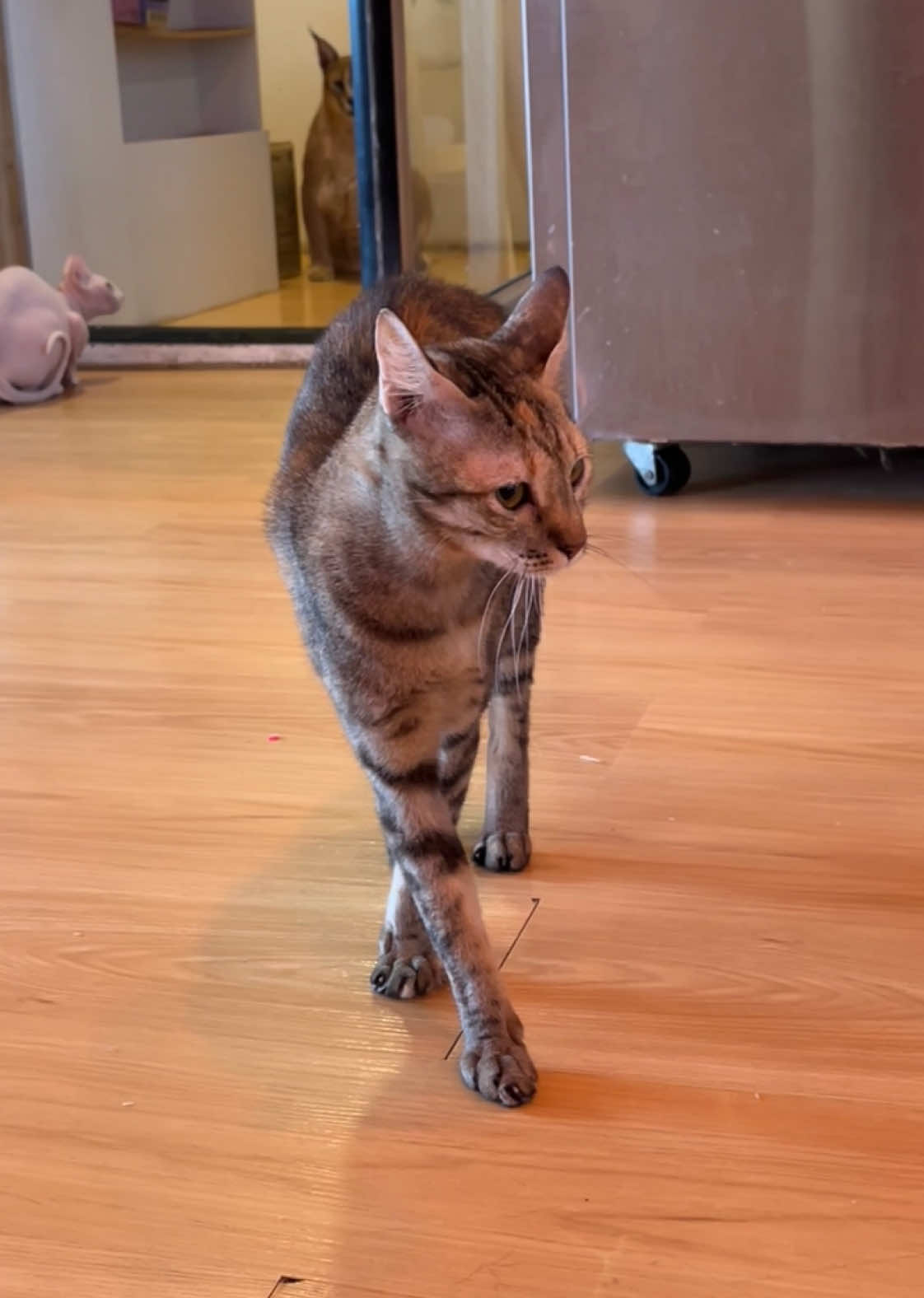 เฮลโหล่มายเฟรนนน👋 #แมวเป้า #แมวตลก #คลิปแมวในtiktok #แมว #catsmilecafe 